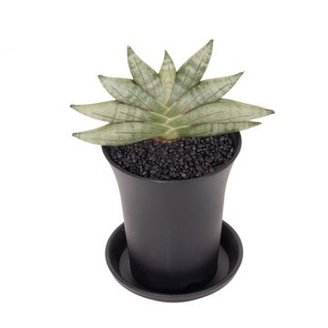 Sansevieria 'Inti Mini No.3'