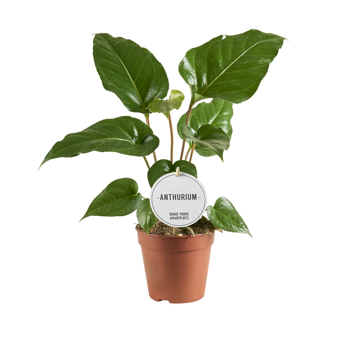Anthurium watermaliense  Plant Wholesale FlorAccess