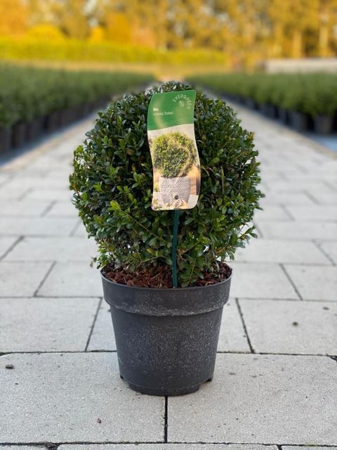 Ilex crenata 'Stokes'