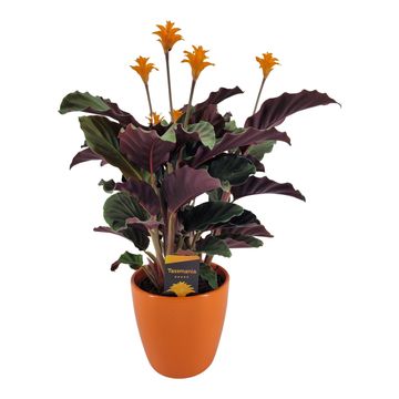 Calathea crocata 'Tassmania'