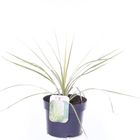 Cordyline australis LIME PASSION