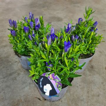 Gentiana 'Diana'