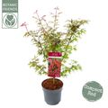 Acer palmatum 'Shaina'