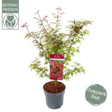 Acer palmatum 'Shaina'