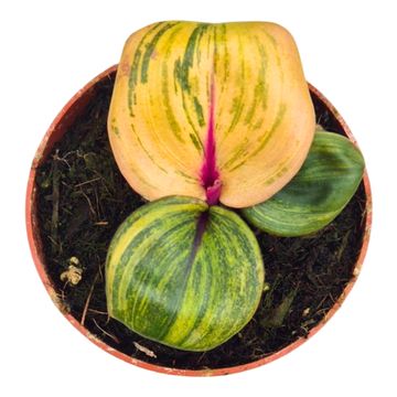 Geogenanthus ciliatus 'Aura Flame'