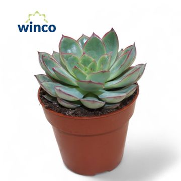 Echeveria 'Moonshine'