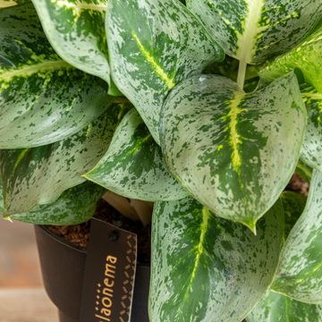 Aglaonema 'Lemon Mint'