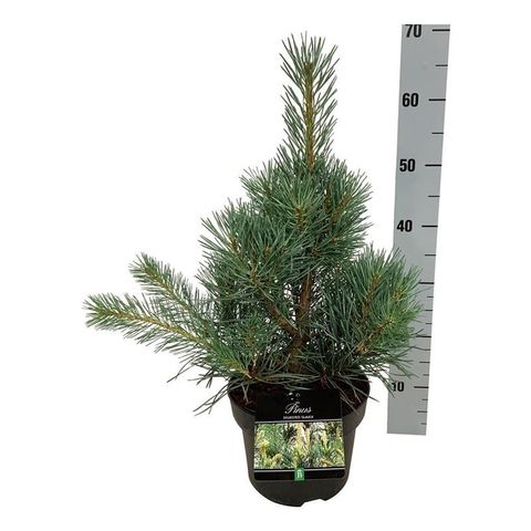 Pinus sylvestris 'Glauca'