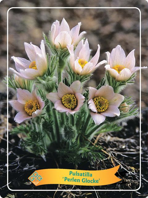 Pulsatilla vulgaris 'Perlen Glocke'