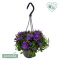 Campanula portenschlagiana AMBELLA INTENS PURPLE