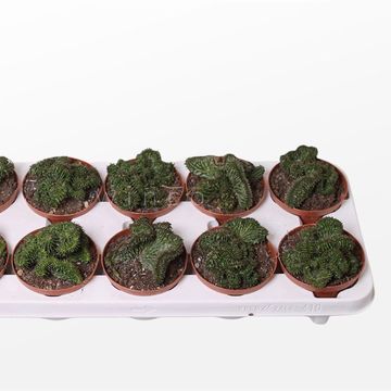 Euphorbia 'Green Elf Cristata'