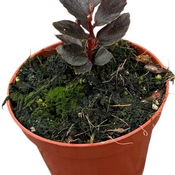 Begonia sp. Julau Type 2