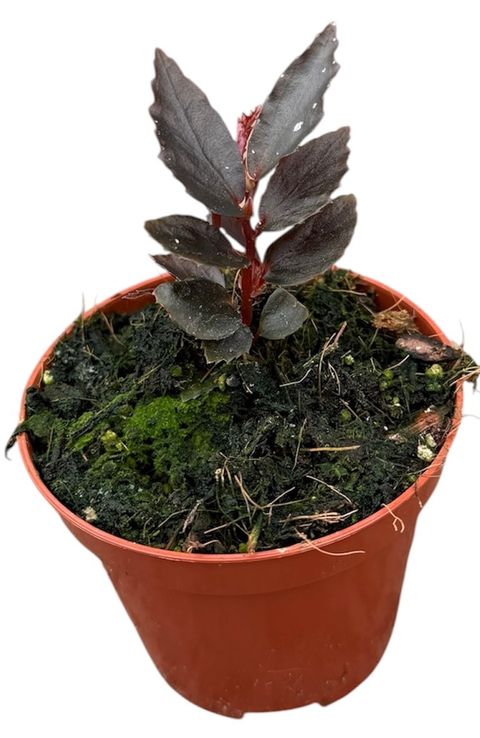 Begonia sp. Julau Type 2