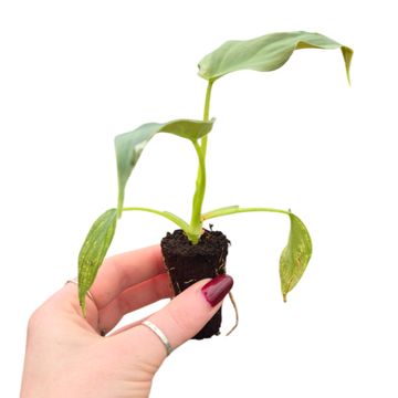 Філодендрон corsinianum