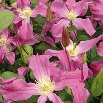 Clematis INSPIRATION (D)