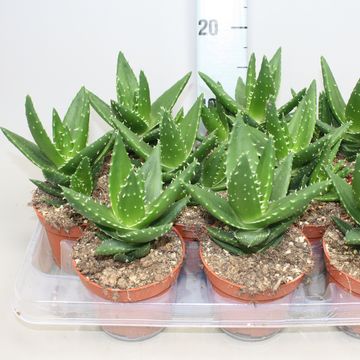 Aloe perfoliata
