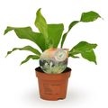 Asplenium nidus