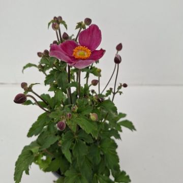 Anemone hupehensis 'Rose Shades'