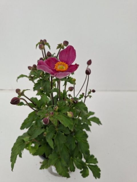 Anemone hupehensis 'Rose Shades'