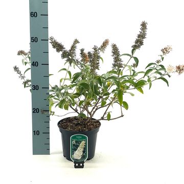Buddleja davidii FLUTTERBY WHITE