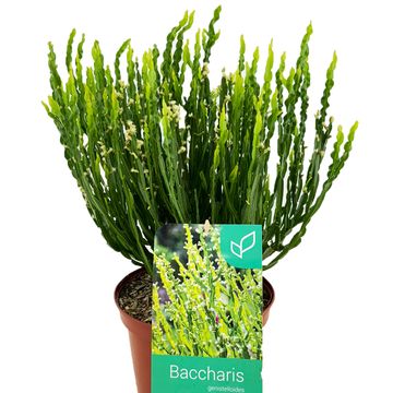 Baccharis genistelloides