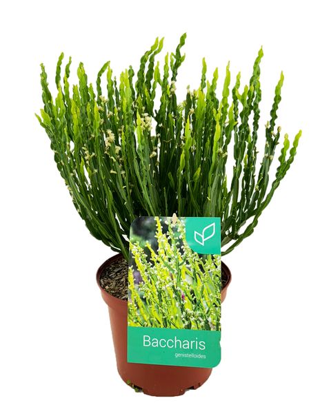 Baccharis genistelloides