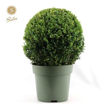 Buxus sempervirens