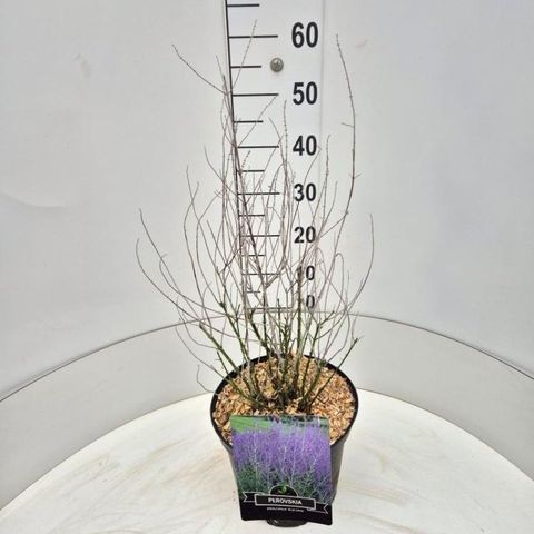 Perovskia 'Blue Spire'