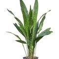Aspidistra elatior 'Milky Way'