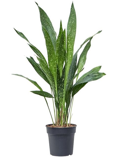 Aspidistra elatior 'Milky Way'