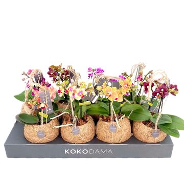 Phalaenopsis MIX