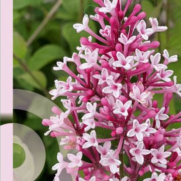 Syringa microphylla 'Superba'