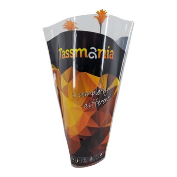 Calathea crocata 'Tassmania'