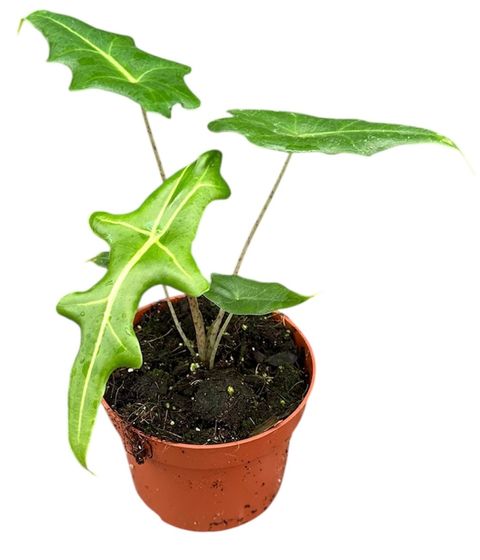 Alocasia portei