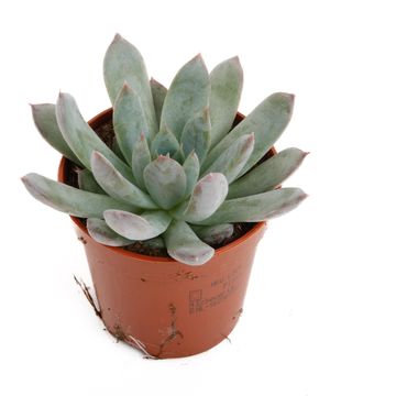 Echeveria 'Pelusida'