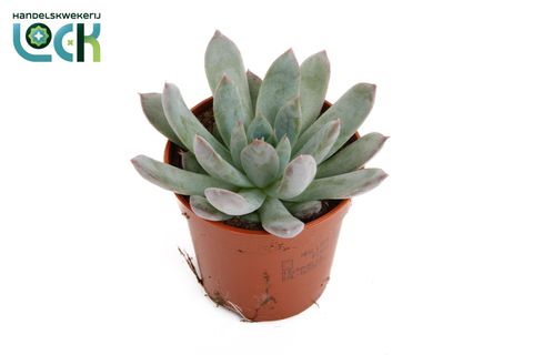 Echeveria 'Pelusida'