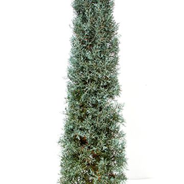 Cupressus arizonica