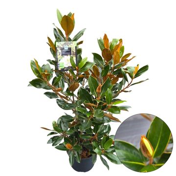 Magnolia grandiflora 'Little Gem'