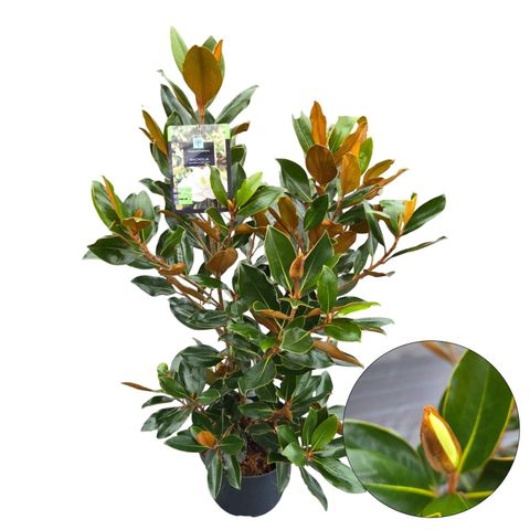 Magnolia grandiflora 'Little Gem'