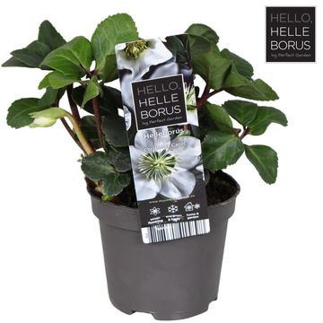 Helleborus niger 'Christmas Carol'