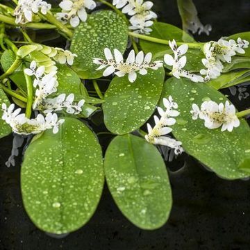 Aponogeton distachyos