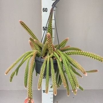 Aporocactus x mallisonii