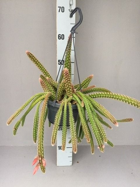 Aporocactus x mallisonii