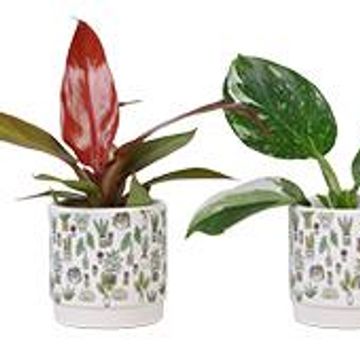 Філодендрон MIX