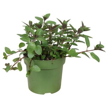 Mentha x piperita 'Chocolate Intense'