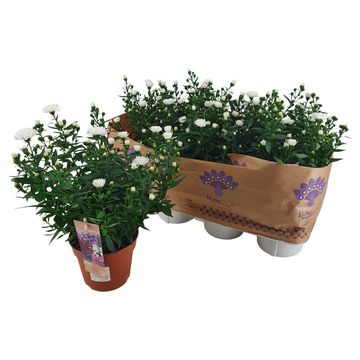 Aster SHOWMAKERS SNOW WHITE
