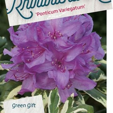 Rhododendron ponticum 'Variegatum'