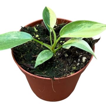 Philodendron FLORIDA BEAUTY