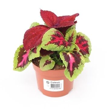 Coleus 'Wizard MIX'