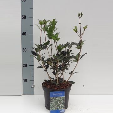 Osmanthus heterophyllus